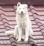 三只狗坐在屋顶上。