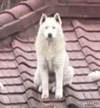 三只狗坐在屋顶上。