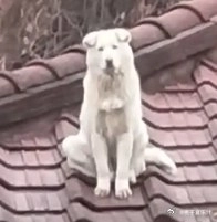 三只狗坐在屋顶上。