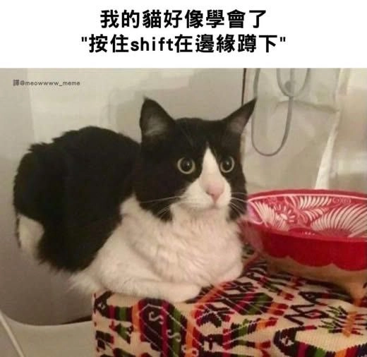 一只黑白的猫坐在桌子上。