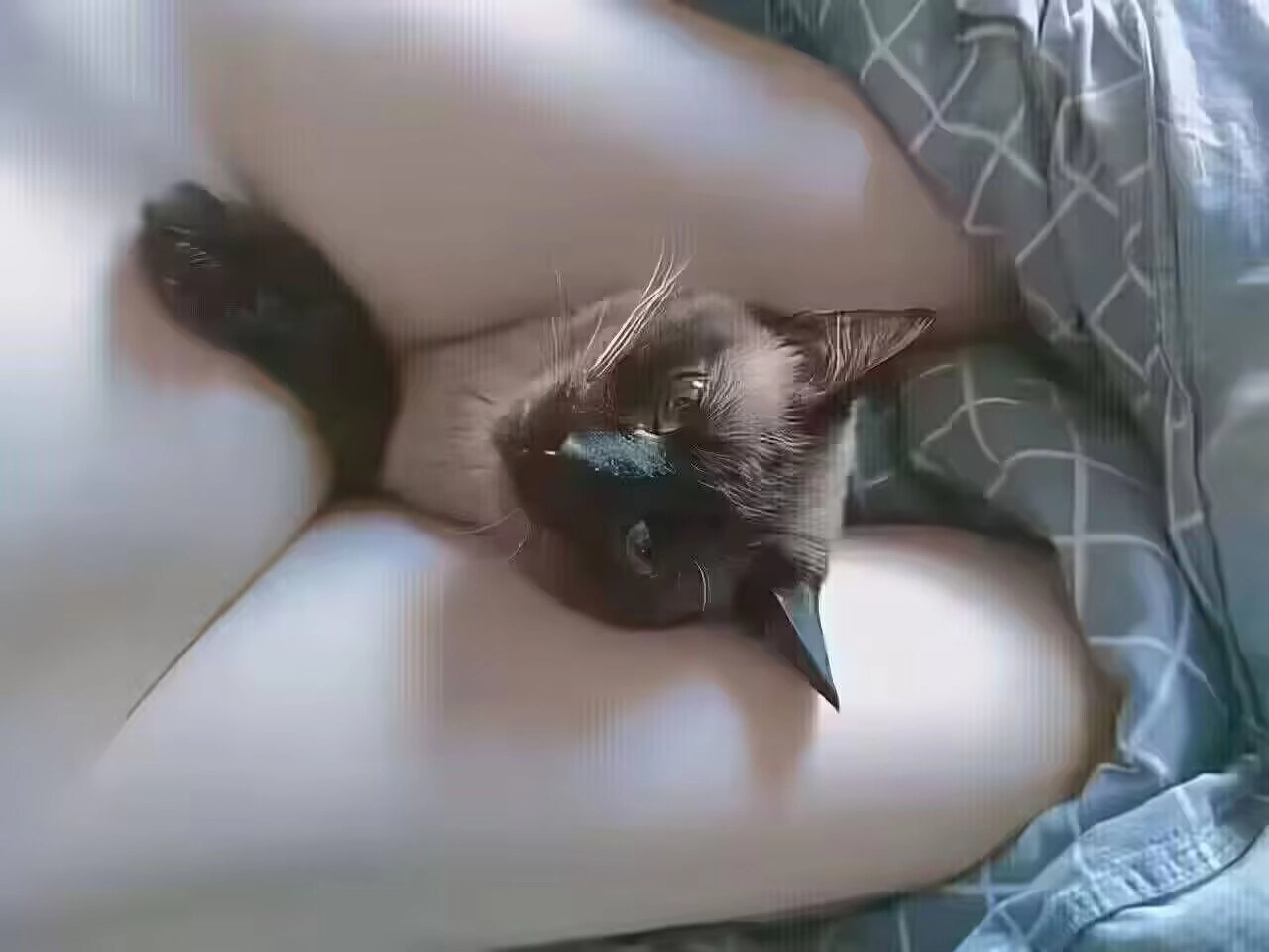 黑猫躺在人的腿上。