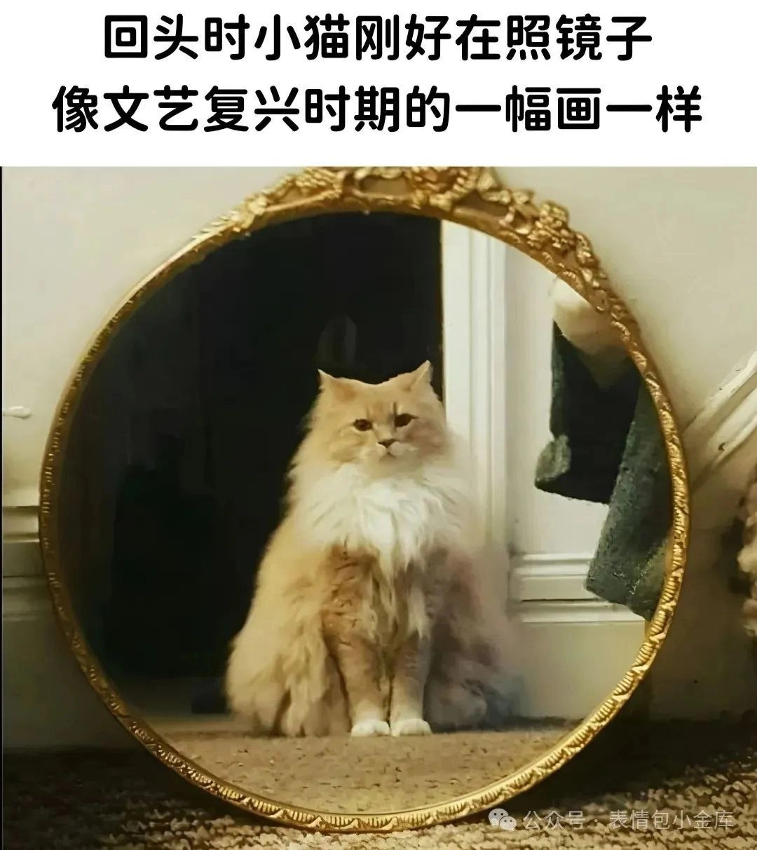一只猫坐在镜子前。