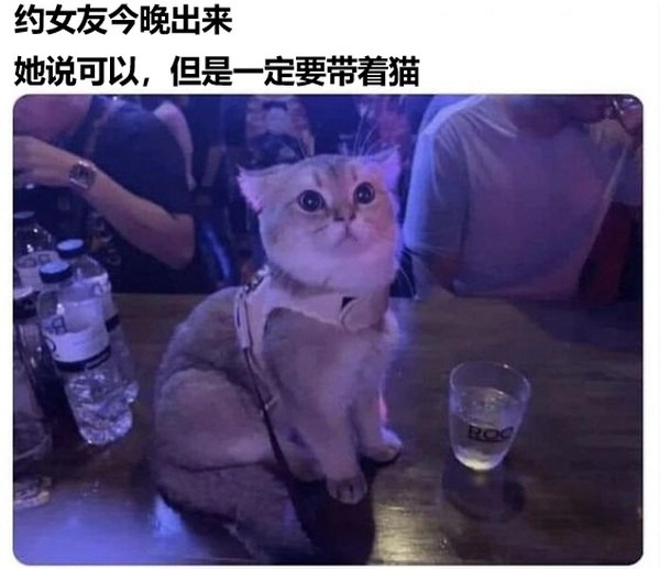 一只猫坐在一张桌子上,戴着一根绳子。