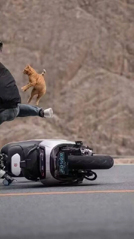 骑摩托车的男人背上有一只猫。