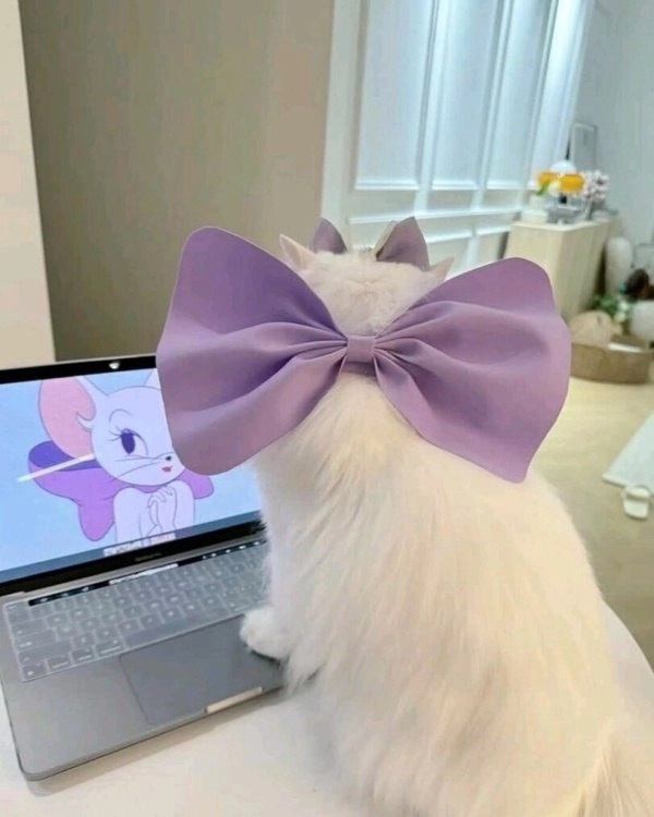 头上有一只紫色弓的猫。