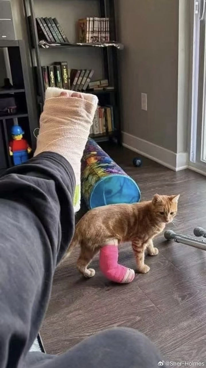 骑摩托车的男人背上有一只猫。