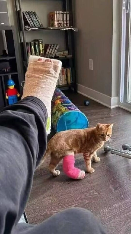 骑摩托车的男人背上有一只猫。