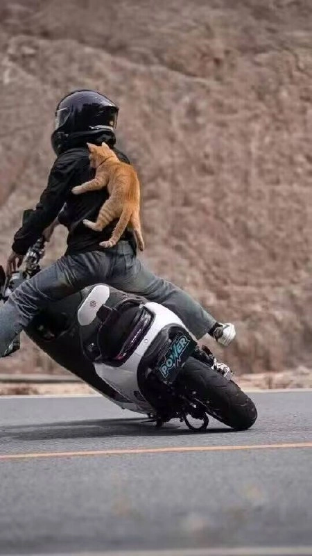 骑摩托车的男人背上有一只猫。