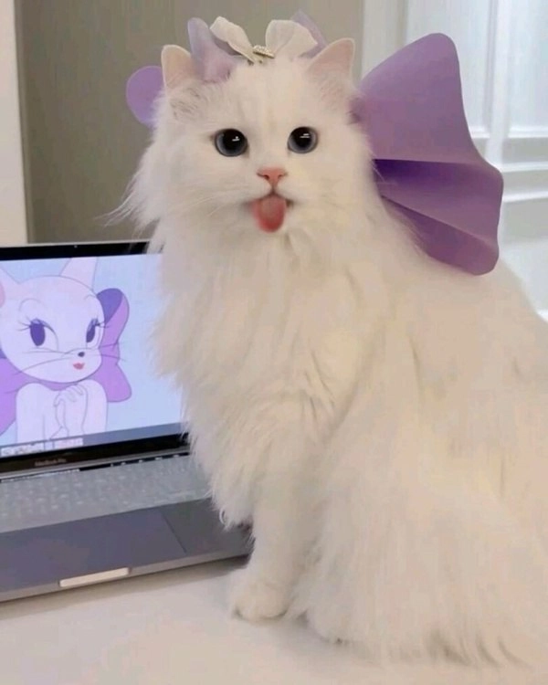 头上有一只紫色弓的猫。