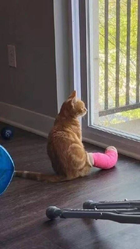 骑摩托车的男人背上有一只猫。