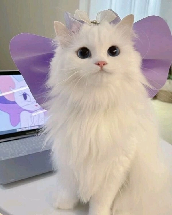 头上有一只紫色弓的猫。