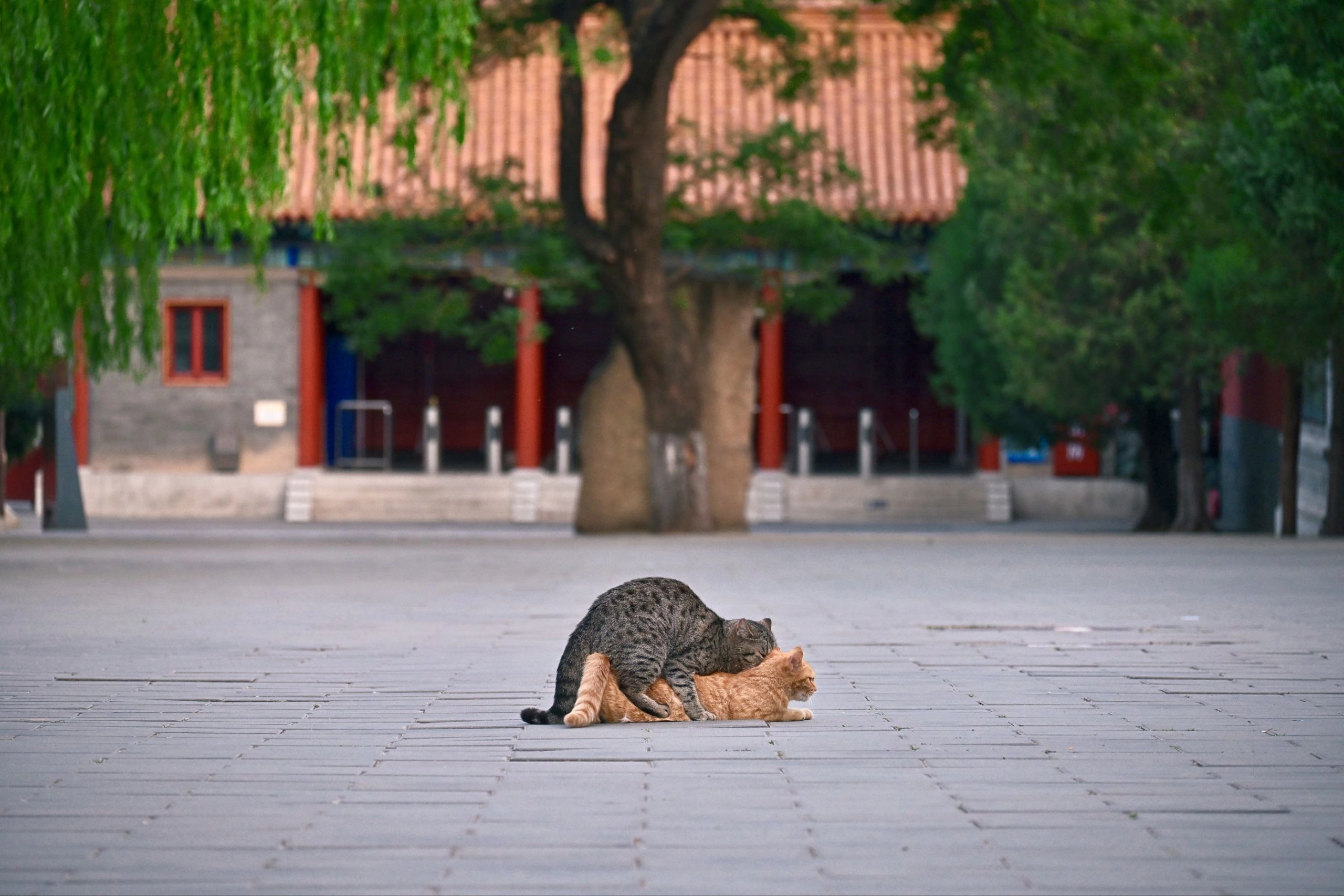 两只猫一起玩。