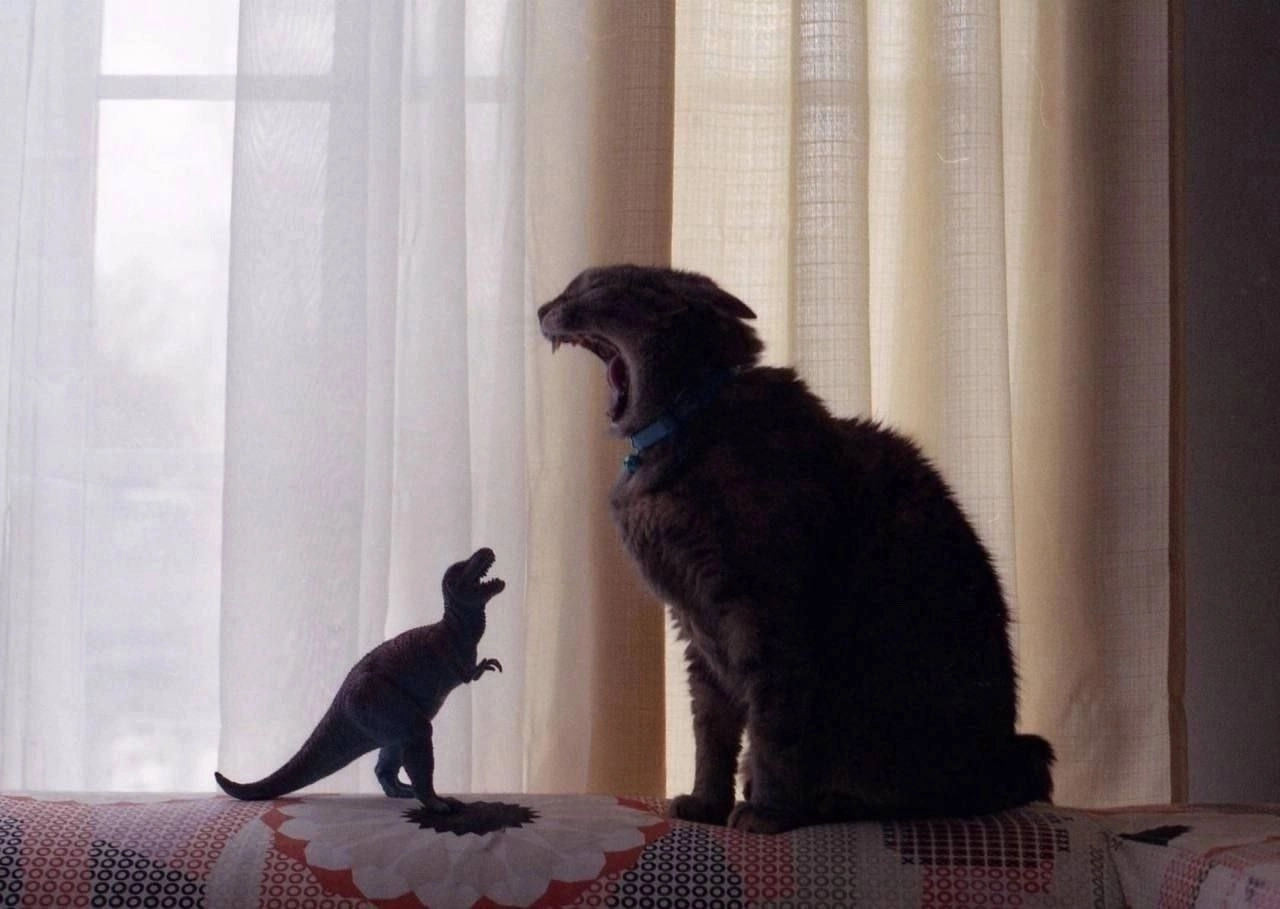 一只开着嘴巴的猫在玩具恐龙旁边。