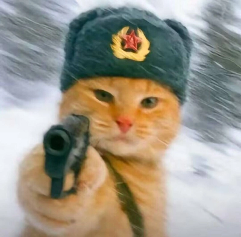 带着一把枪的猫。