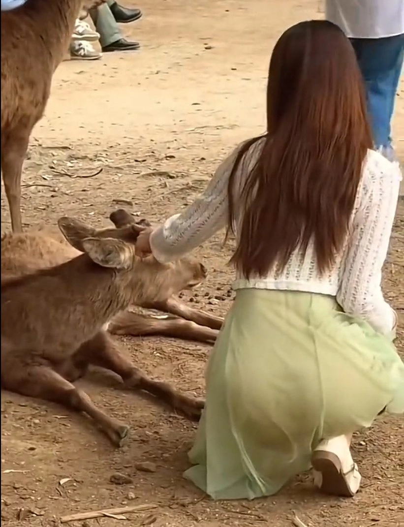 女人正在喂一只鹿。