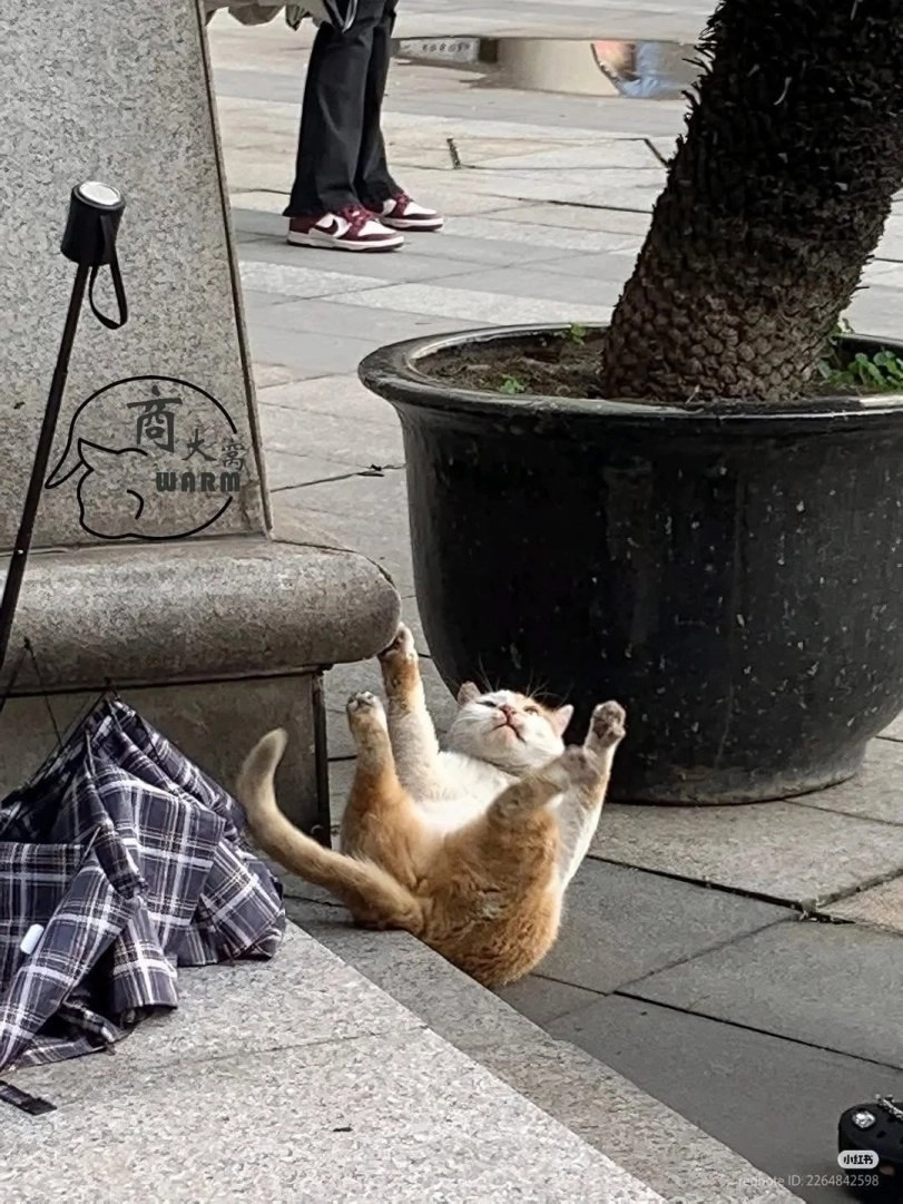 一只猫躺在地面上,在一棵植物前面。