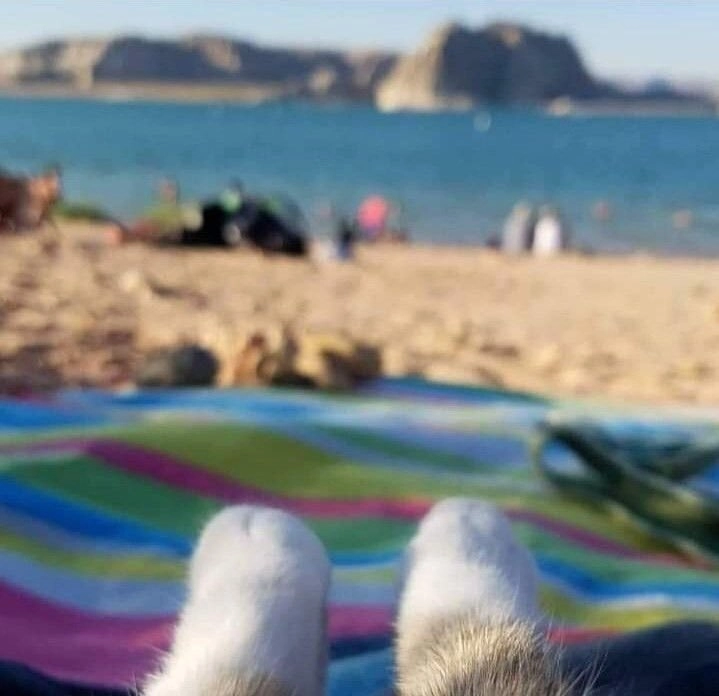 一只白腿的猫坐在毯子上。