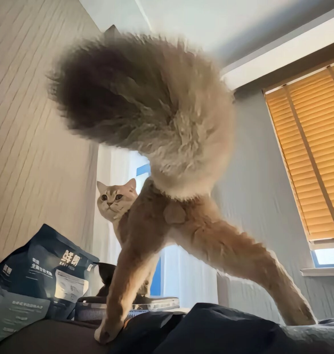 有一只长尾巴的猫站在桌子上。