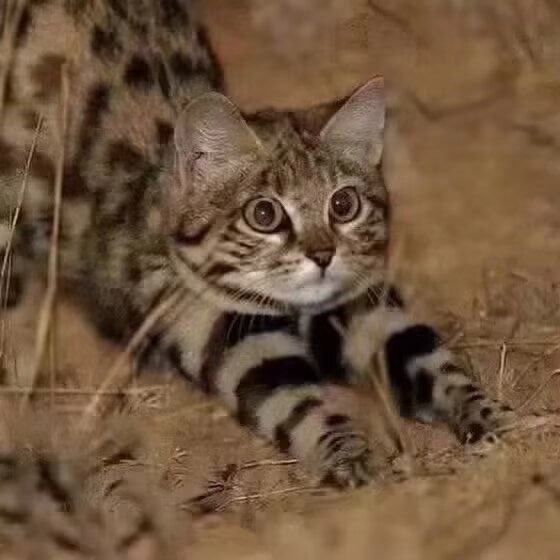 一只小猫,有大眼睛。