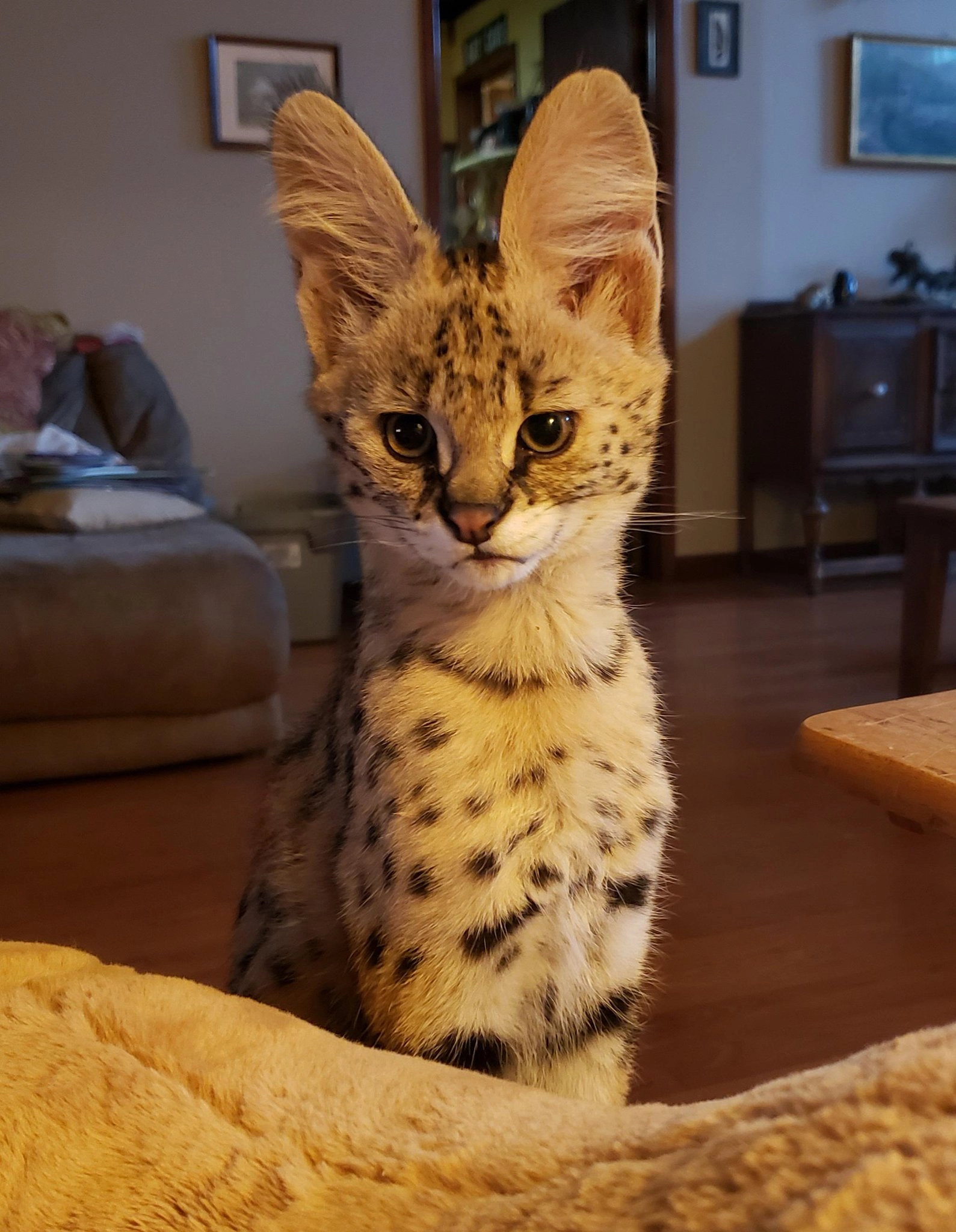 一只有不信心的眼神的狮子猫。