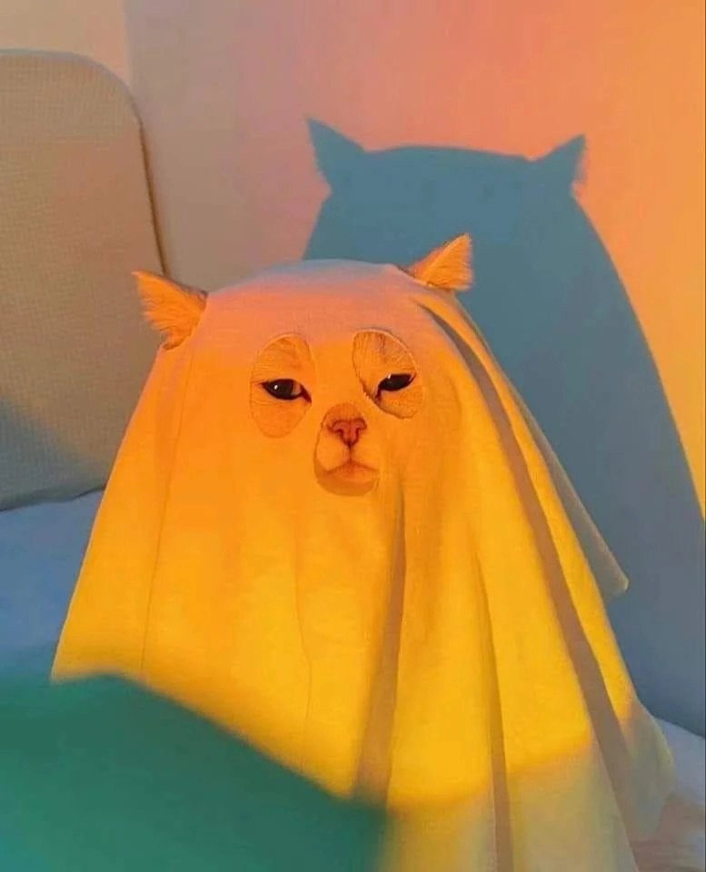 一只猫戴着一张白叶子,脸上画了一张。