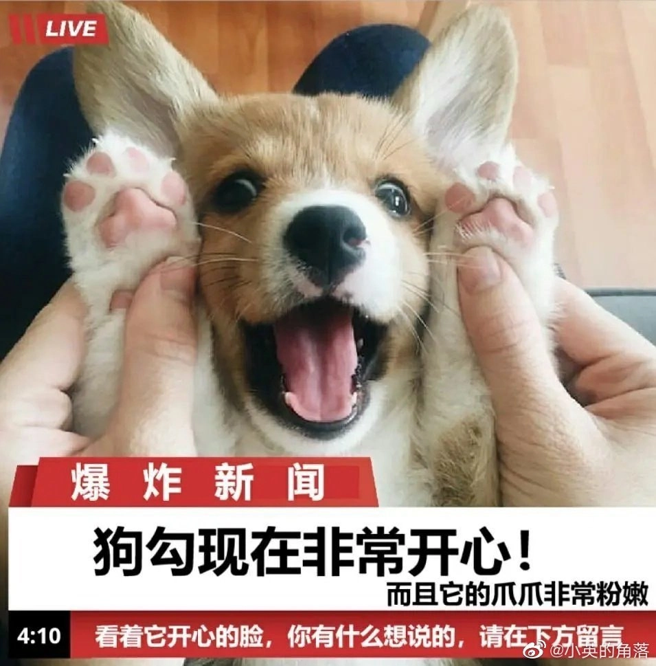 脸上有脚趾的狗在哮。