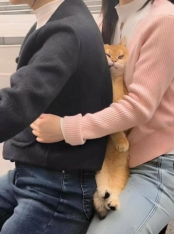 一只猫坐在人的膝盖上。