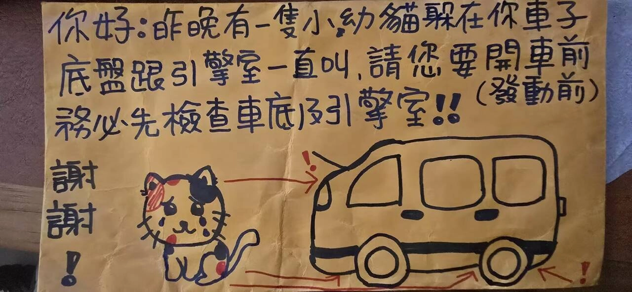 看到一只猫从车里跑出来。