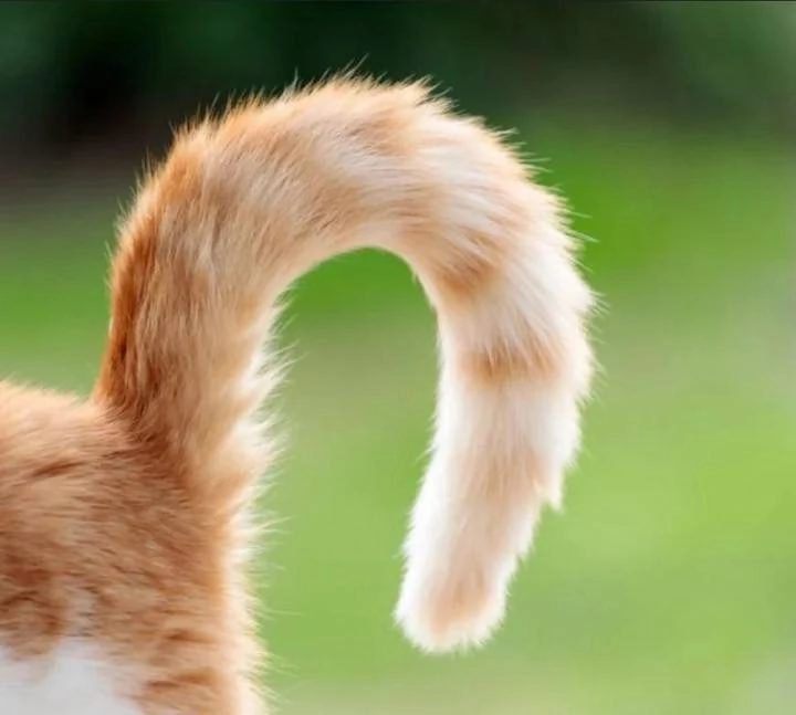 猫的尾巴是焦点。