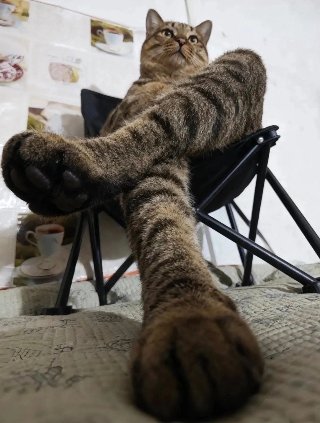 猫躺在椅子上。