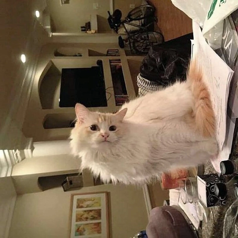 一只白猫坐在桌子上。