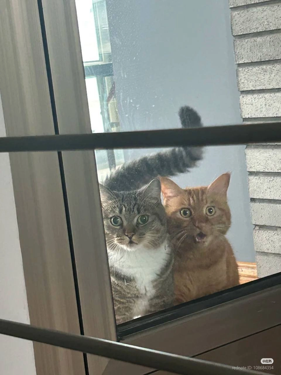 两只猫看着窗外。