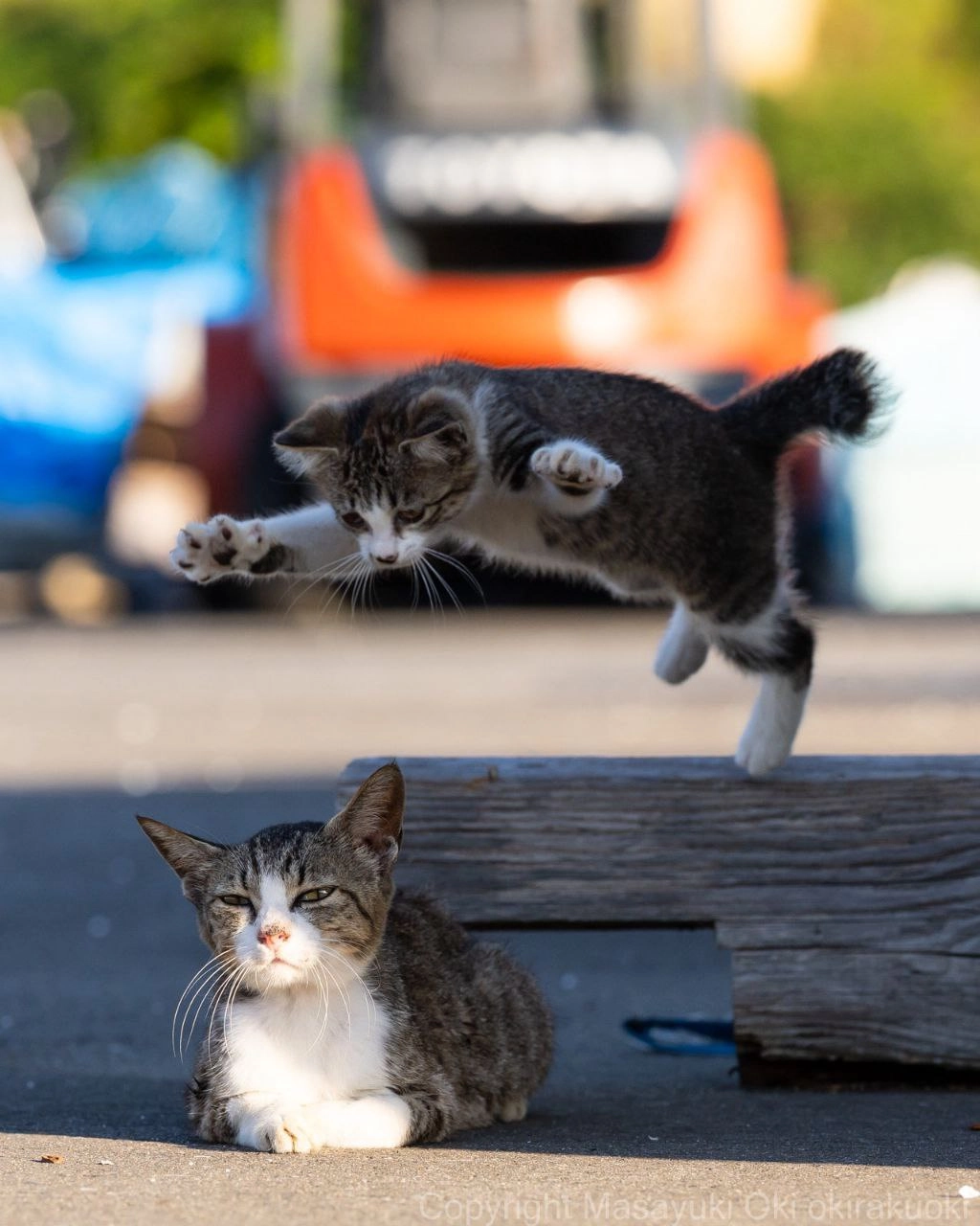 两个猫,跳跃,另一个坐在同一个房间里。