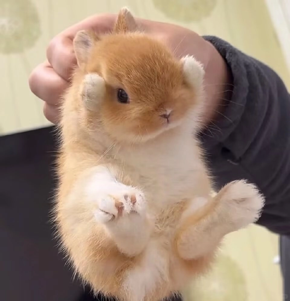 带着一只小棕色白色的兔子。