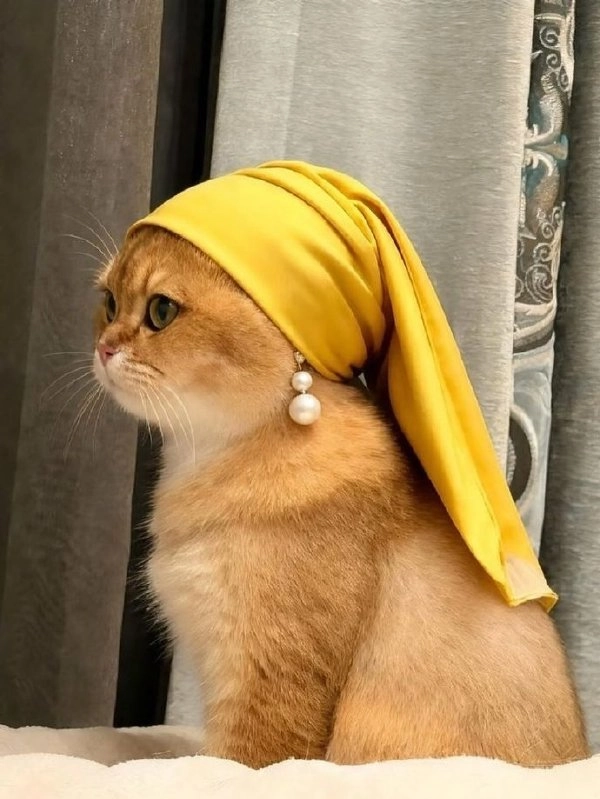 戴着黄色帽子和珍珠耳环的猫。