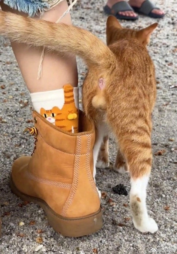 猫站在人的脚旁边。