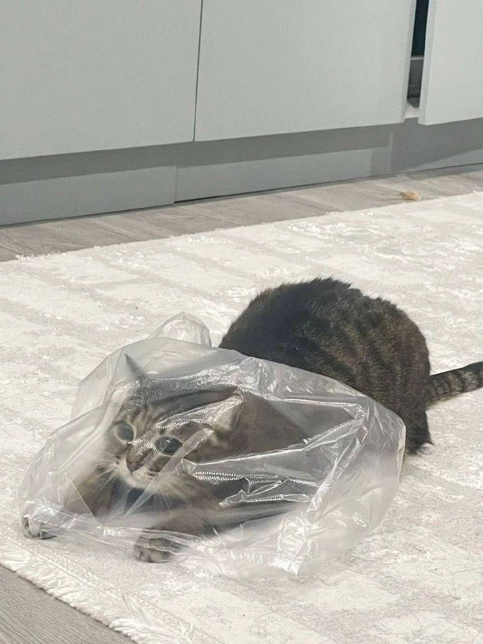 一只猫躲在塑料袋里。