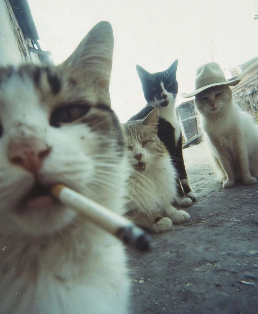 一只猫在抽一支烟,而其他猫在看。