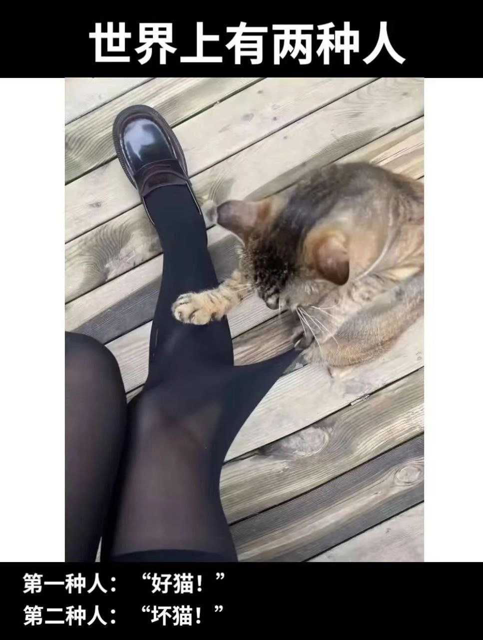 猫在女人的腿上擦脸。