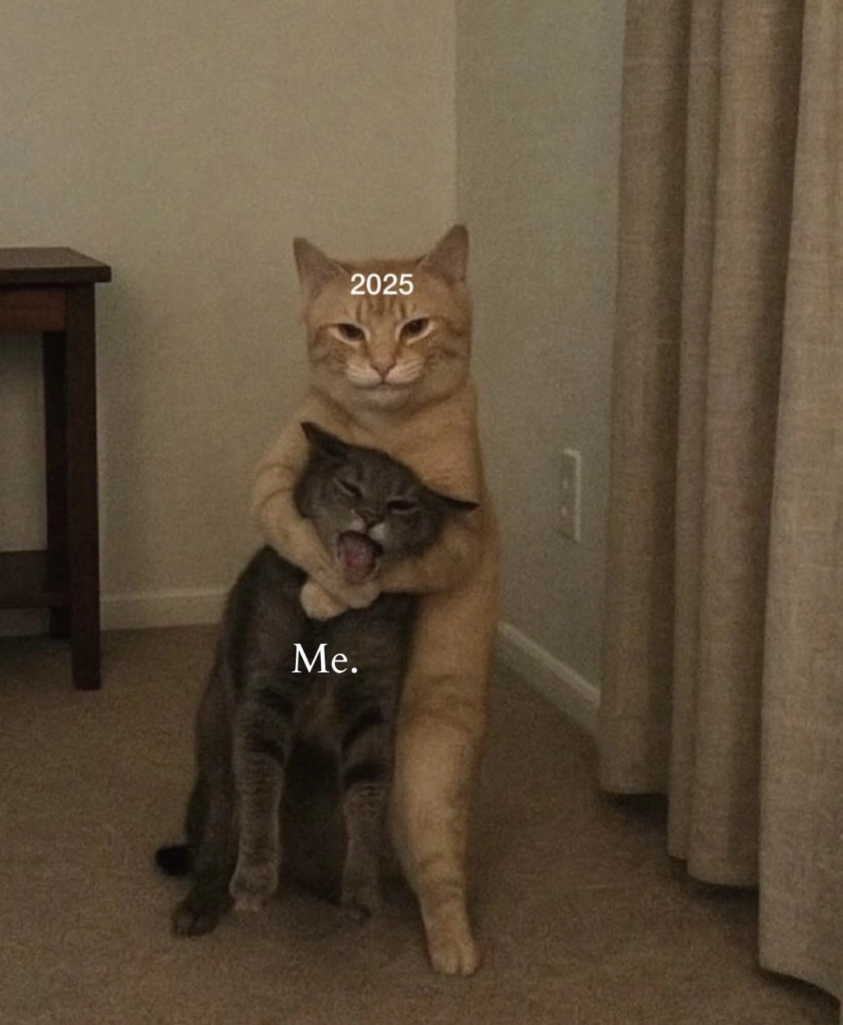 两只猫,一只橙色和一只灰色,正在互相打架。