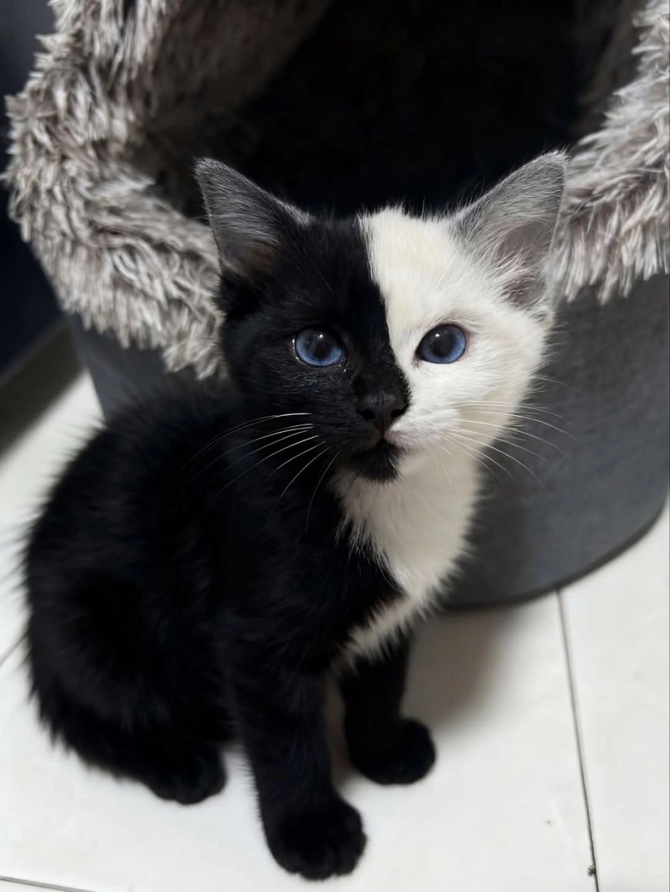 黑白的猫咪,蓝眼睛。