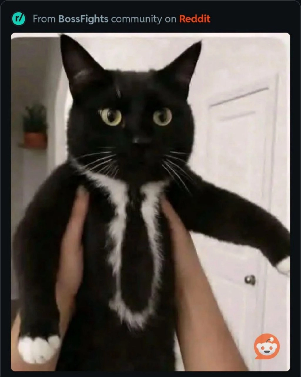 黑白的猫,胸部上有一条白色条纹。