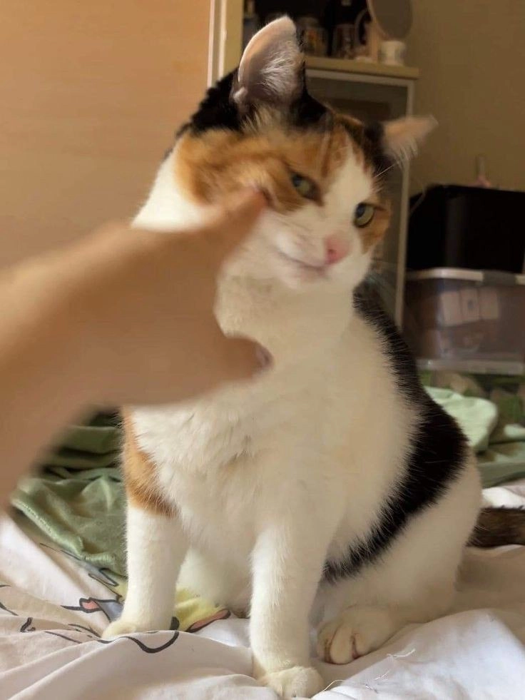 猫被人欺骗了。