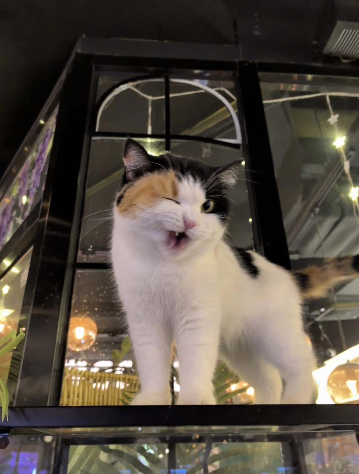 有粉红色鼻子和黑色和白色毛皮的猫。