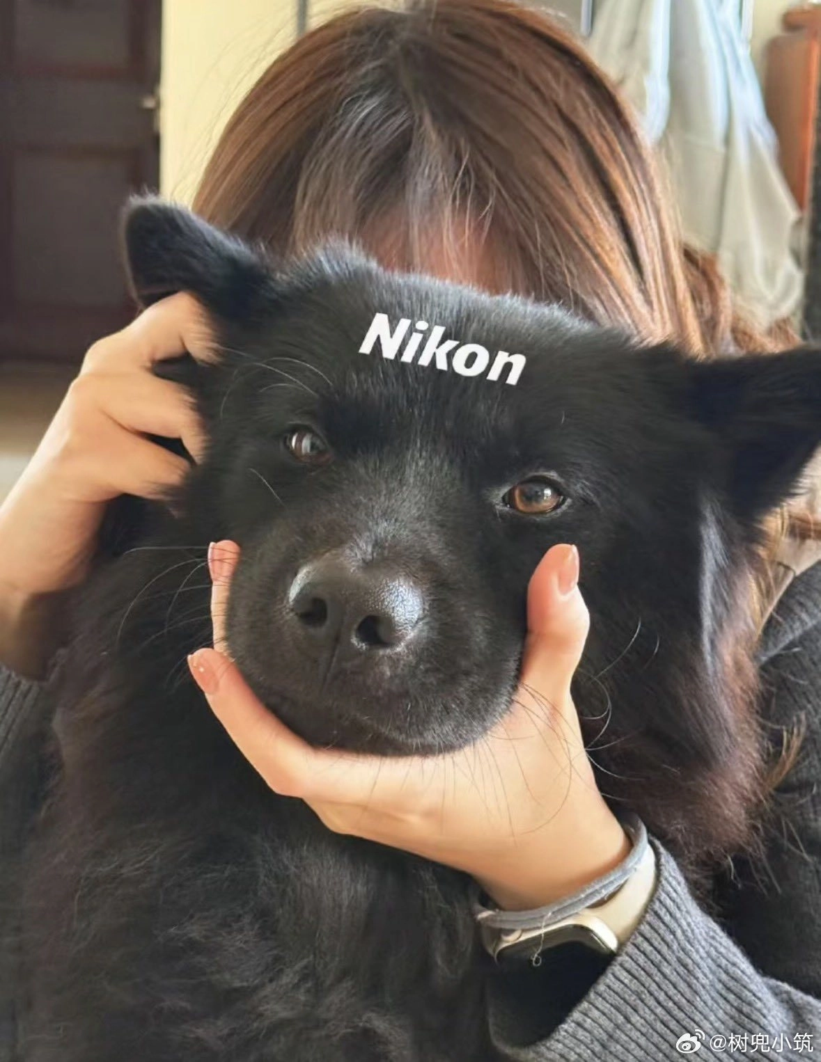 女人抱着一只狗,头上戴着尼康贴纸。