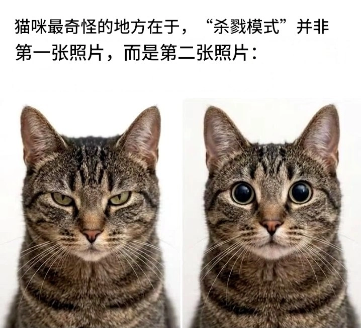 两只蓝眼睛的猫