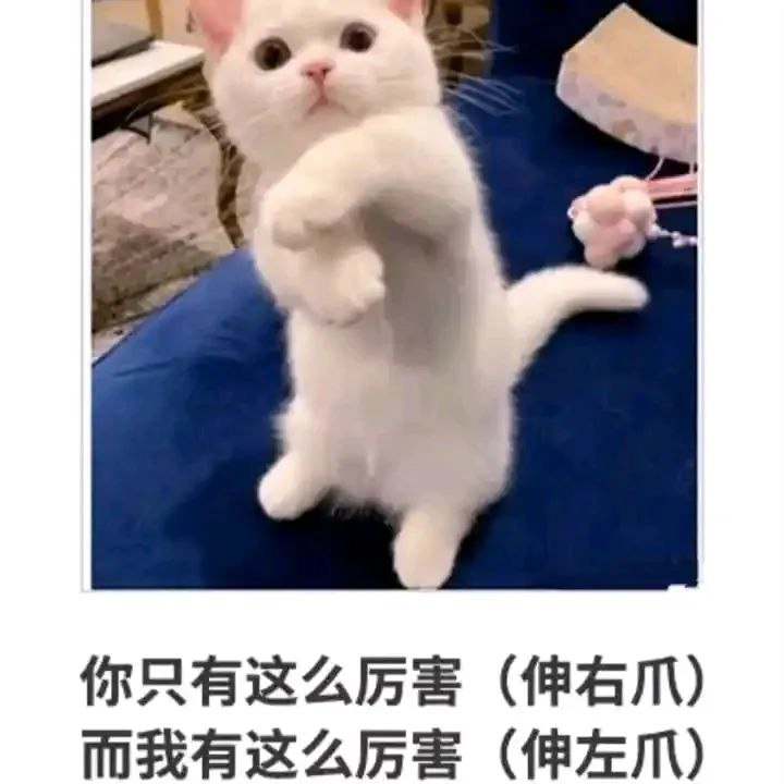 白色的猫咪,有粉红色的鼻子。