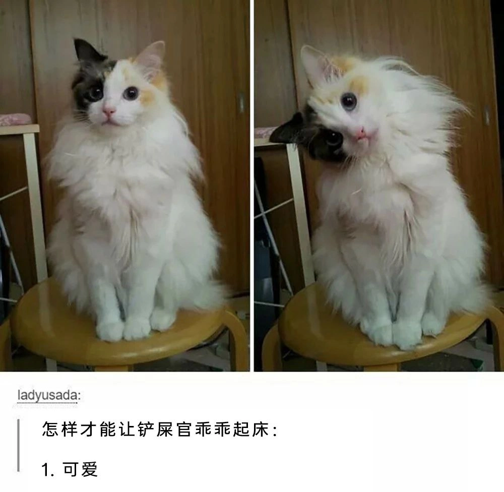 有趣的脸的猫。