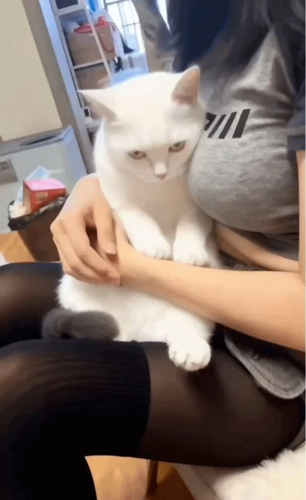 女人抱着一只白猫。