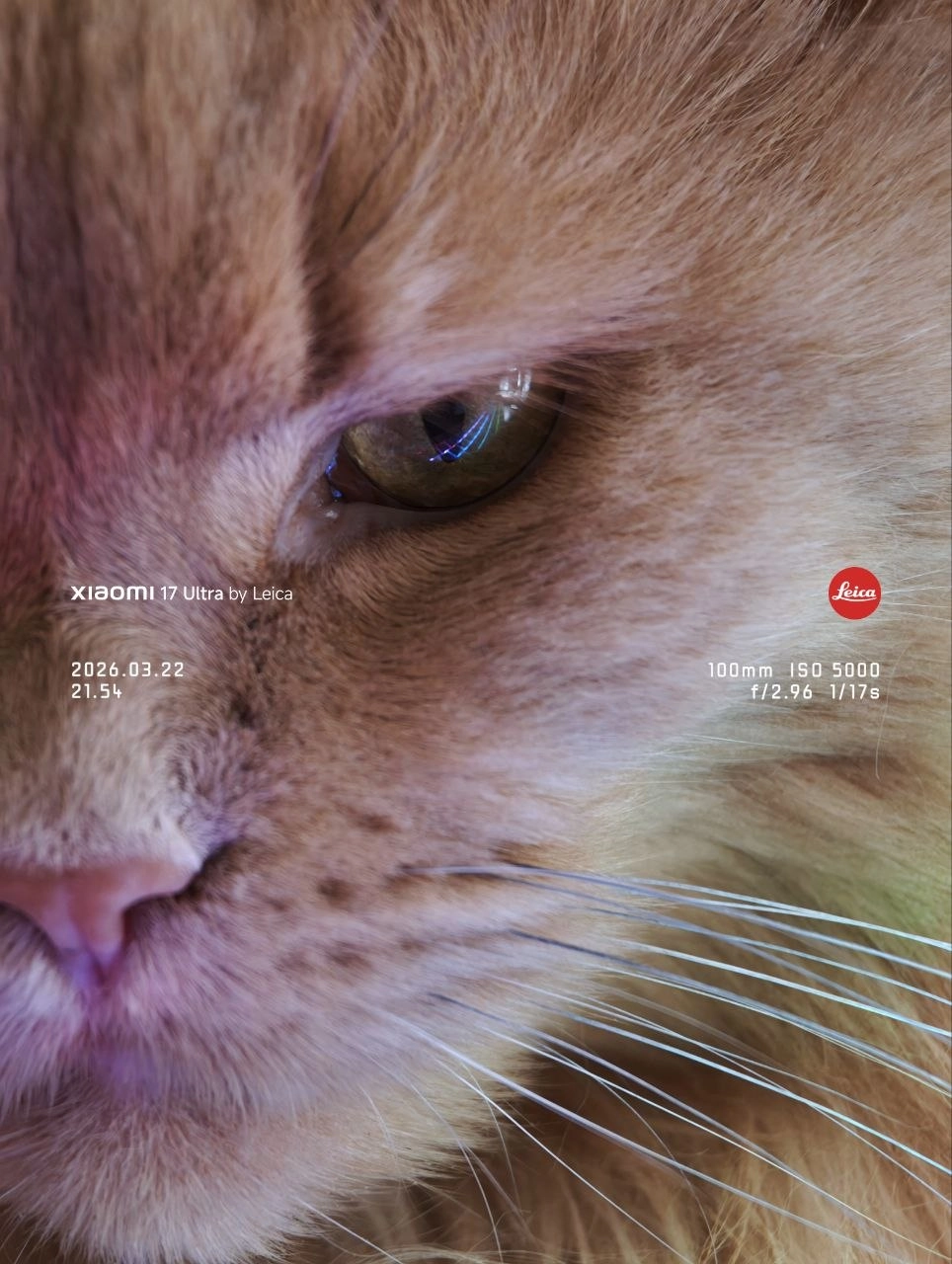 一只猫的脸被刺伤了。